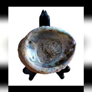 Exquisite Natural Shell 5 7/8" with stand